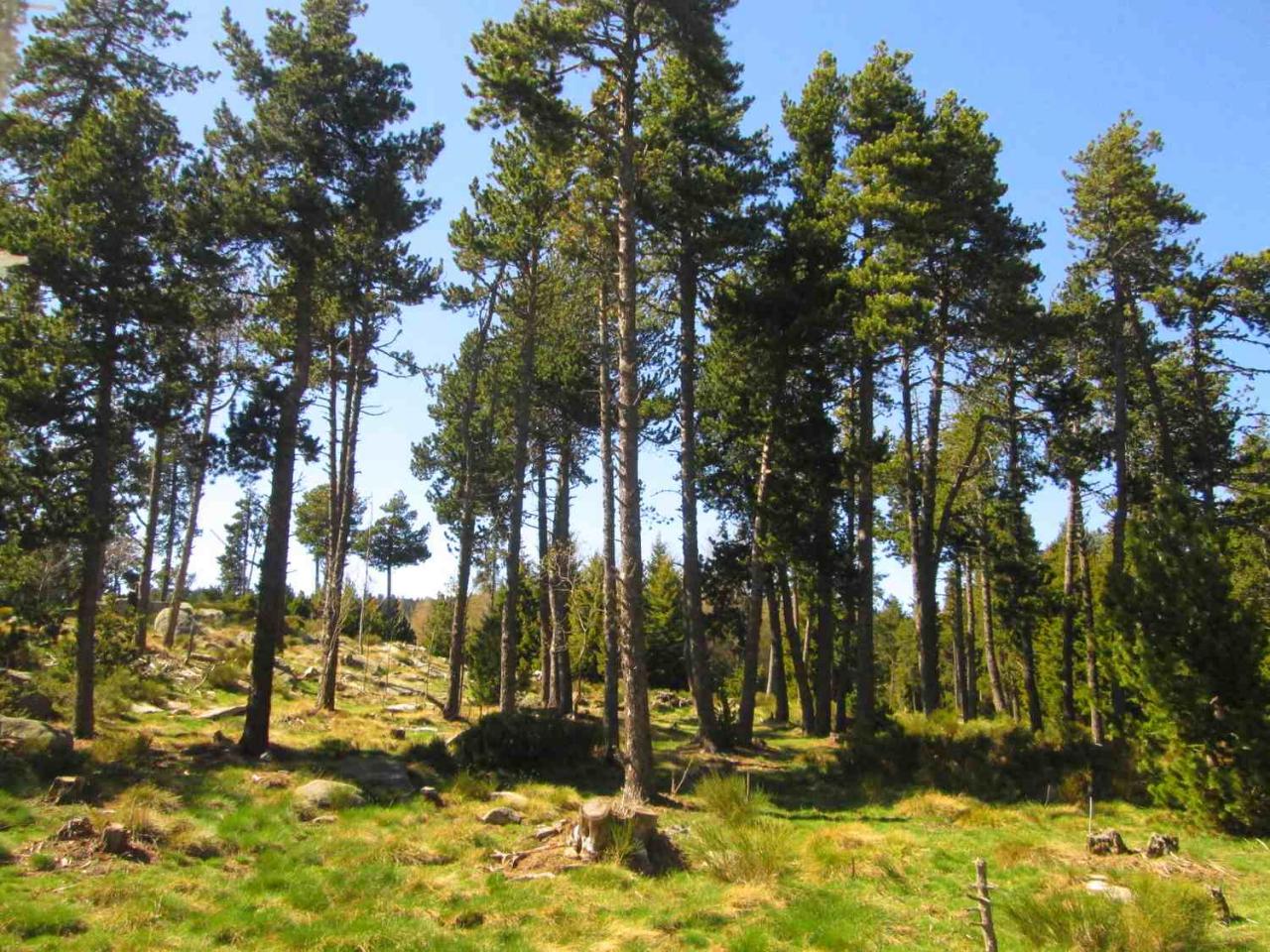 forêt bolquère